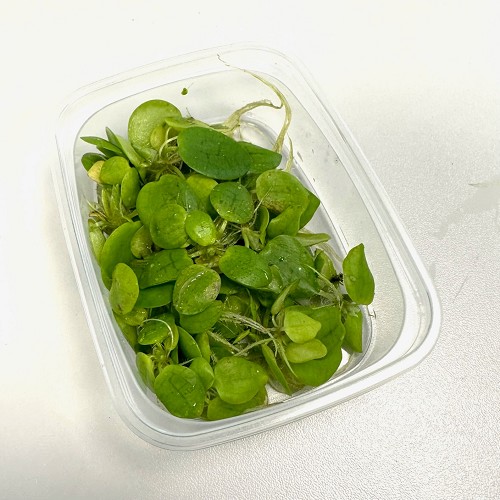 Limnobium laevigatum los